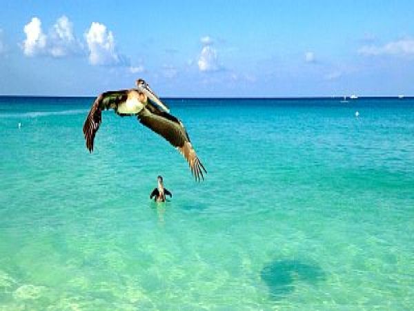 Cayman Islands Condo 959364