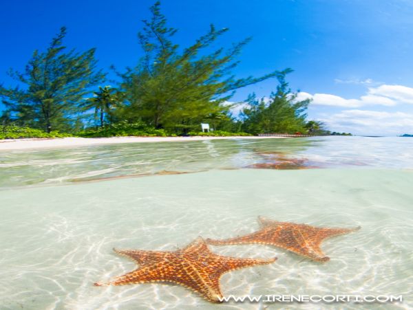 Cayman Islands Condo 959553