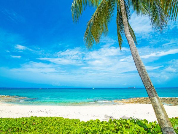 Cayman Islands Condo 959582