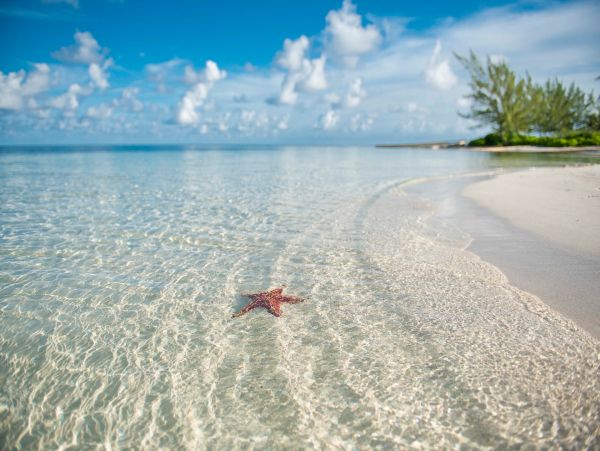 Cayman Islands Condo 959670