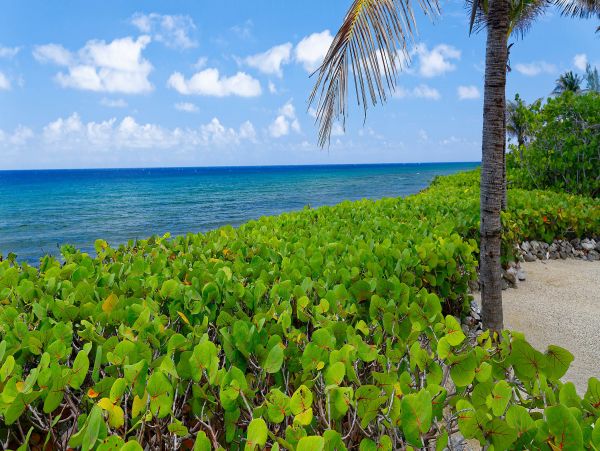 Cayman Islands Home 959853