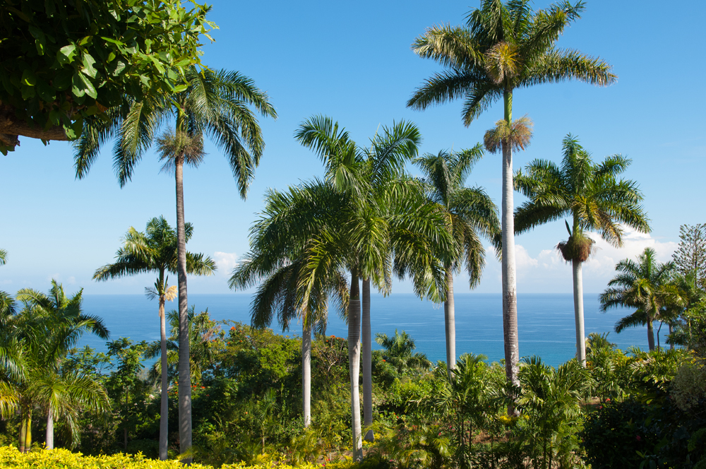 Jamaica Home 960105