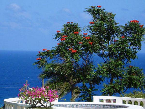 Jamaica Home 960135