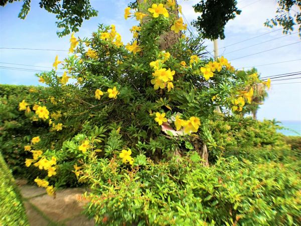 Jamaica Home 960545