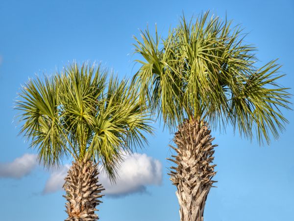 Panama City Beach Condo 963211