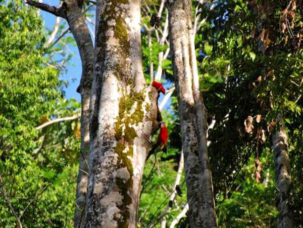 Manuel Antonio Quepos Home 963261