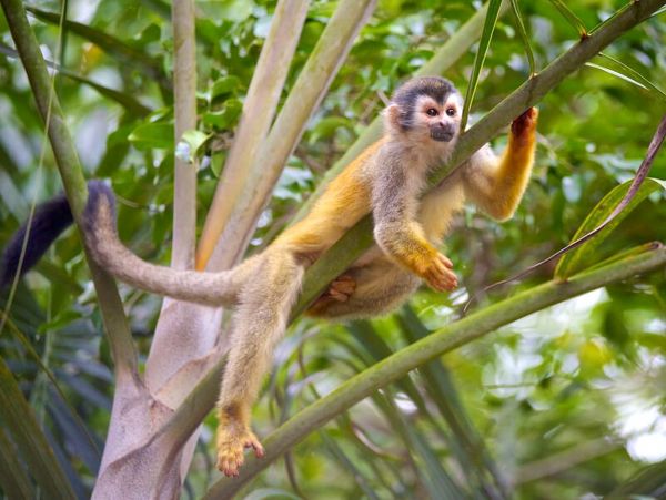 Manuel Antonio Quepos Home 963342