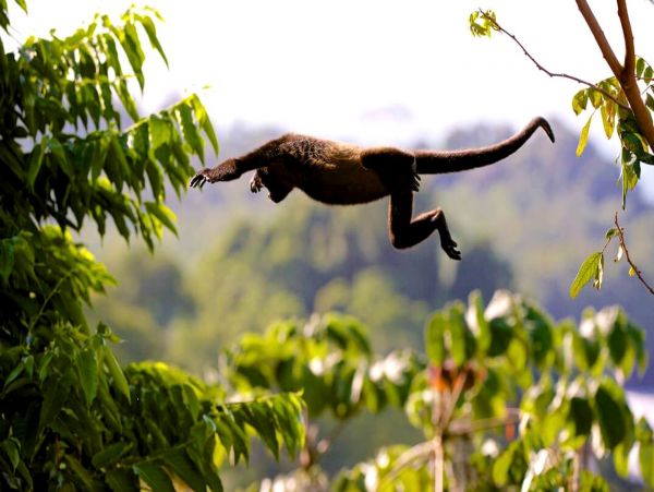 Manuel Antonio Quepos Home 963342