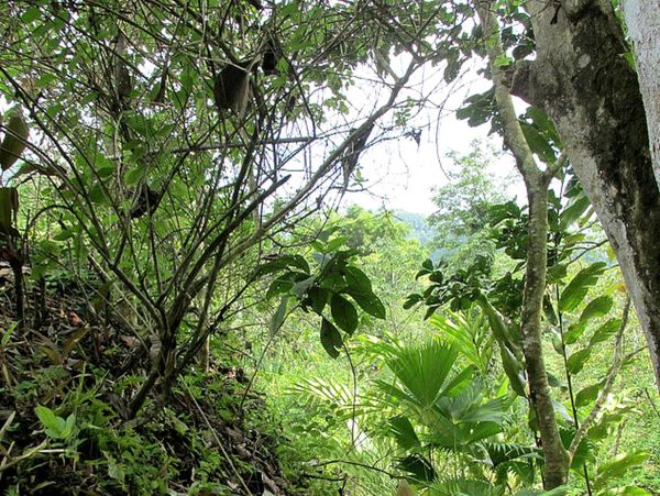 Manuel Antonio Quepos Home 963351