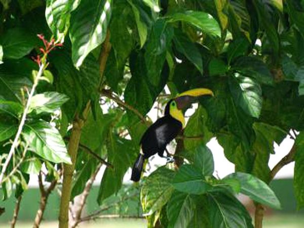 Manuel Antonio Quepos Home 963365