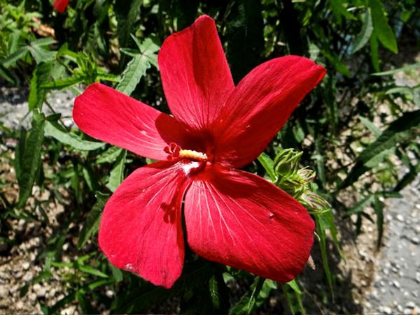 Nosara Home 963403
