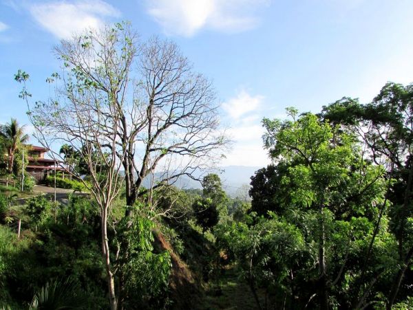 Tamarindo Home 963475
