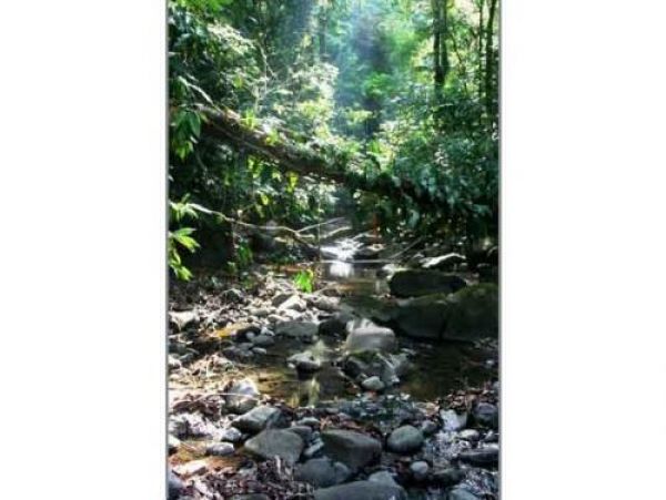 Manuel Antonio Quepos Home 964445