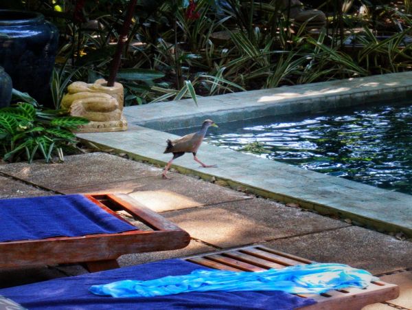 Manuel Antonio Quepos Home 964509