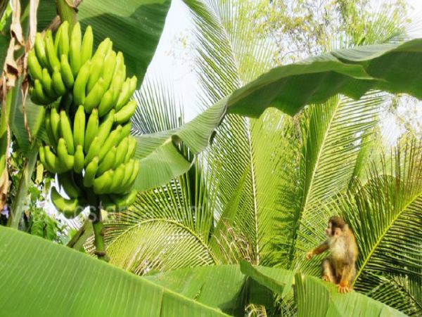 Manuel Antonio Quepos Home 964521