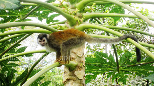 Manuel Antonio Quepos Home 964521