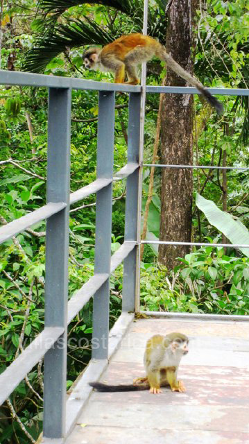 Manuel Antonio Quepos Home 964521