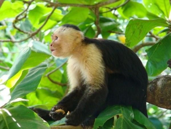 Manuel Antonio Quepos Home 964523