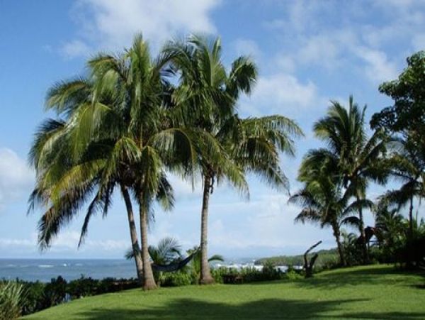 Tamarindo Home 964654