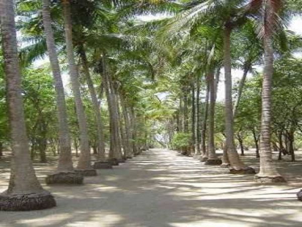 Tamarindo Home 964690