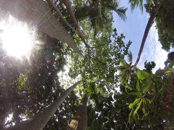 Tamarindo Home 964819