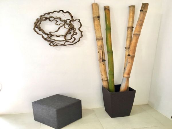 Tamarindo Home 964872