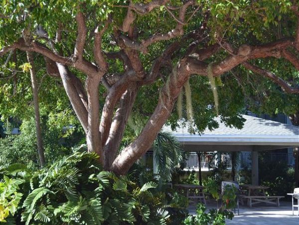 The Florida Keys Condo 966075