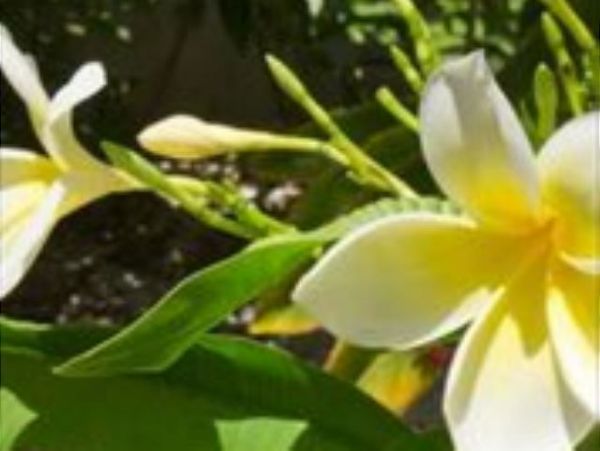 The Florida Keys Condo 966077