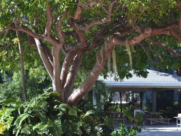 The Florida Keys Condo 966093