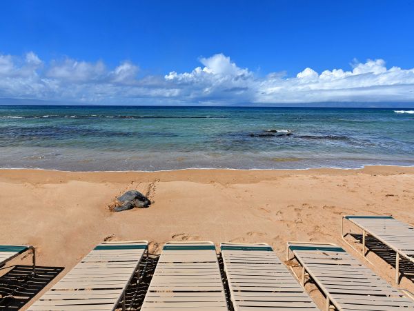 Kahana Condo 966495