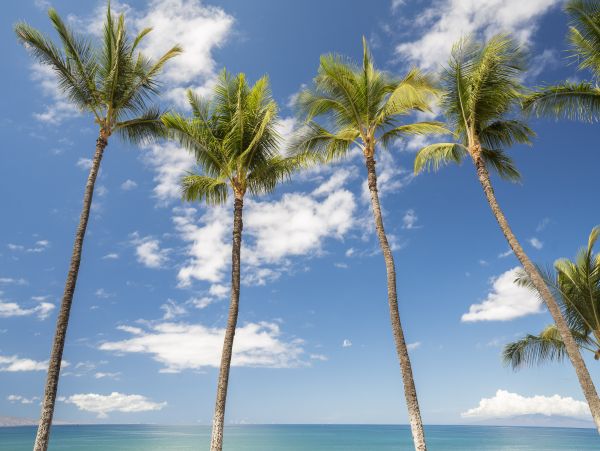 Kihei Condo 966510