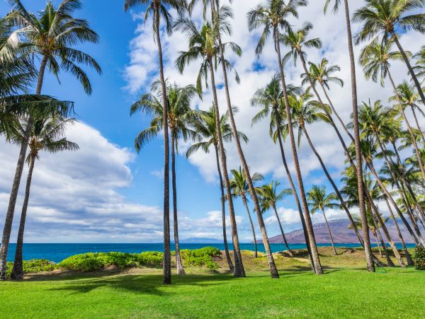 Kihei Condo 966520