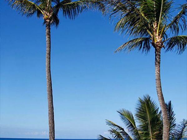 Lahaina Condo 966695