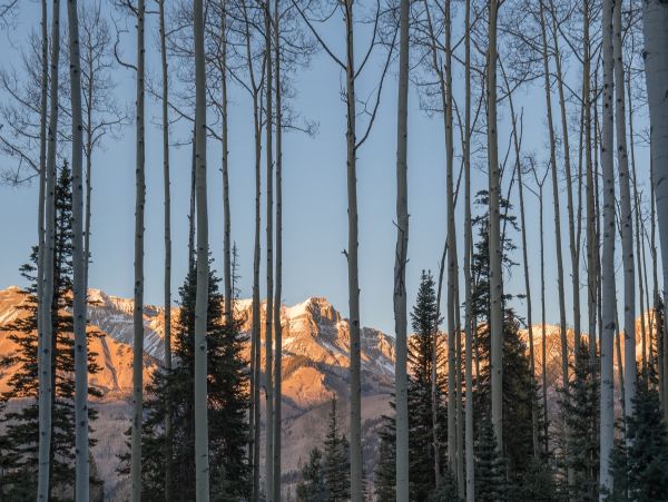 Aspen Home 966861