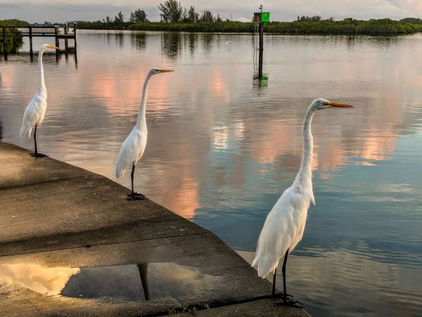 Siesta Key Condo 967002
