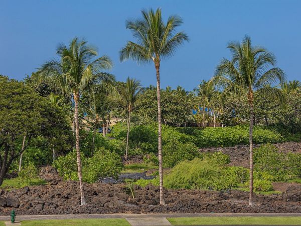 Kohala Coast Condo 967098