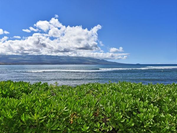Charming Ocean Front Condo in Maui