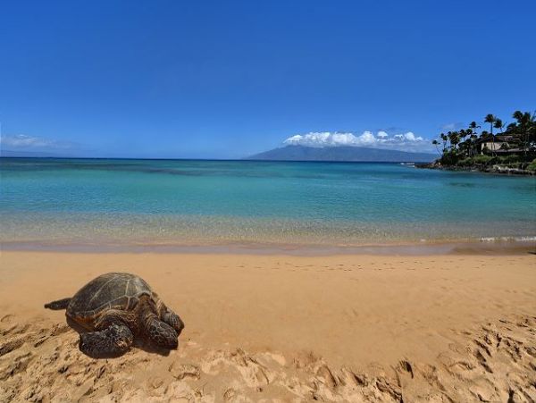 Kaanapali Condo 967586