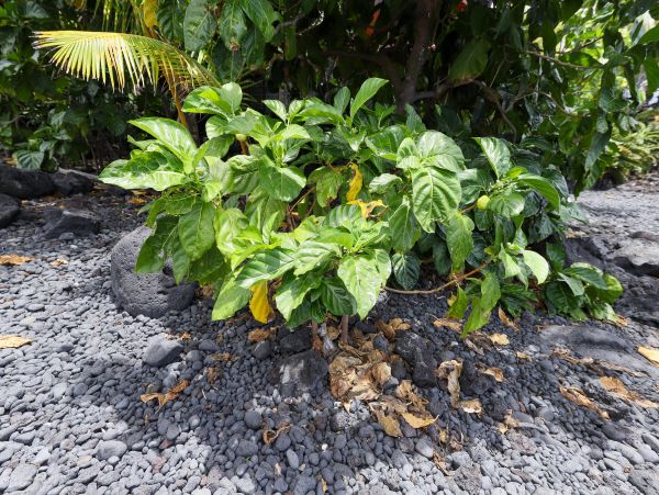 Kailua Kona Home 969385