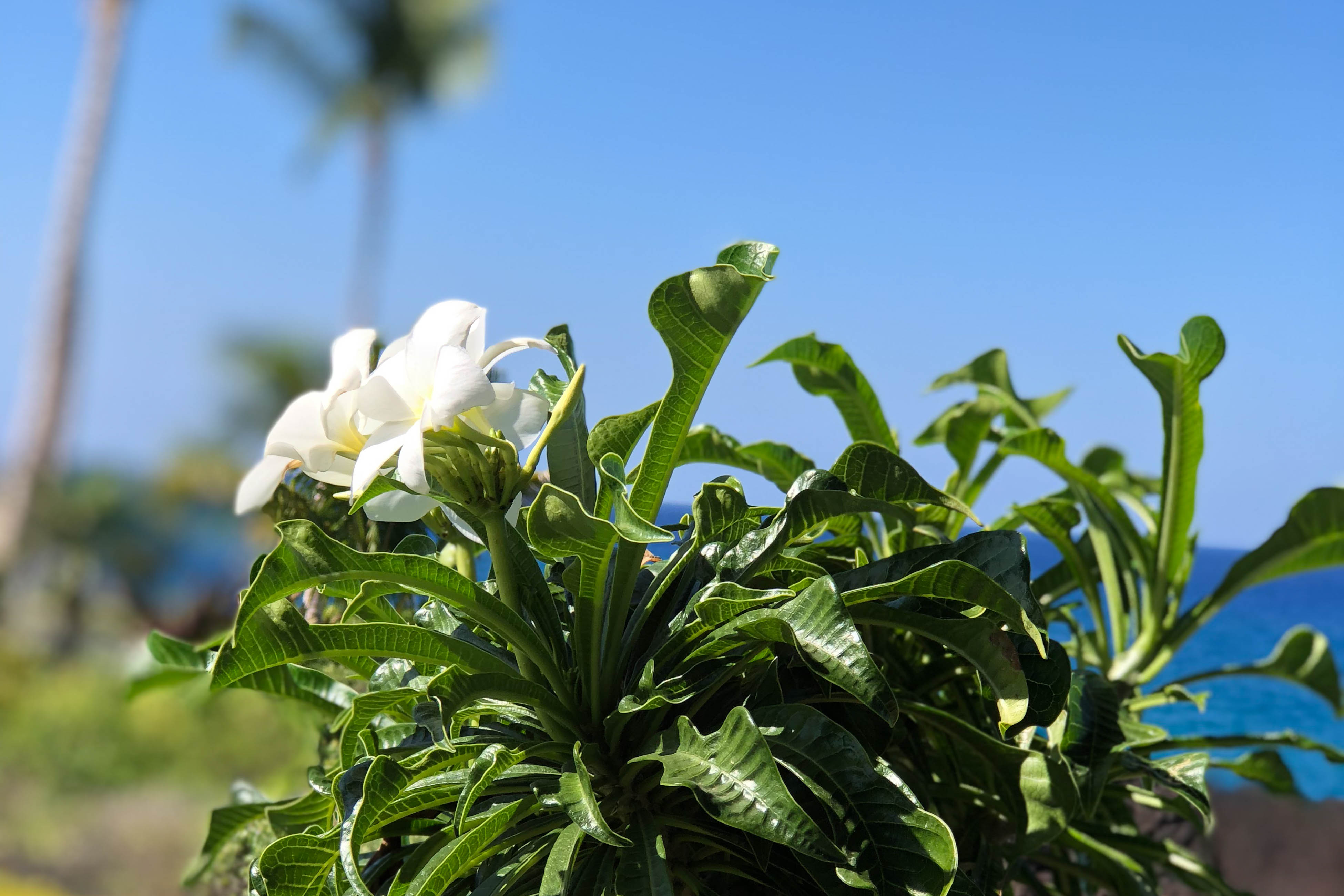Kohala Coast Condo 970175