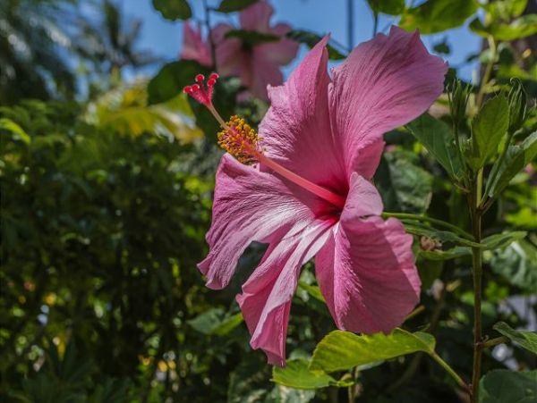 Wailea Condo 970511