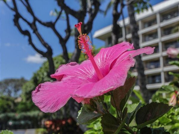 Wailea Condo 970513