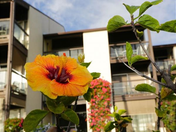 Wailea Condo 970524