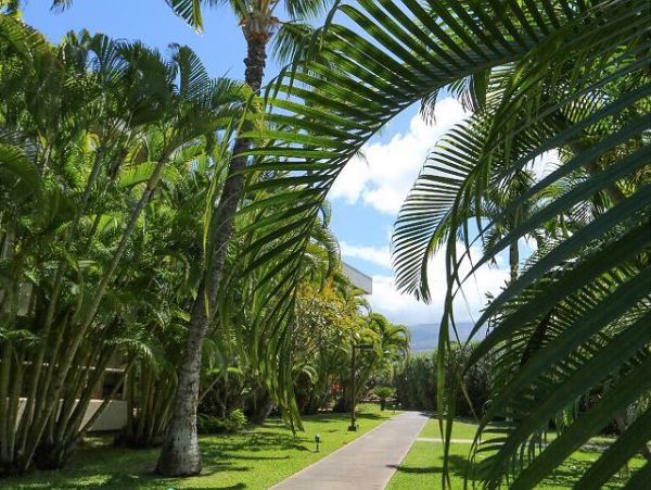 Wailea Condo 970538