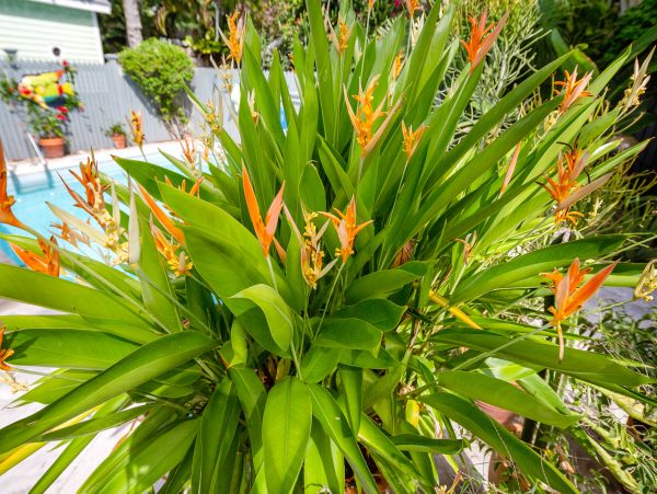 The Florida Keys Condo 971549