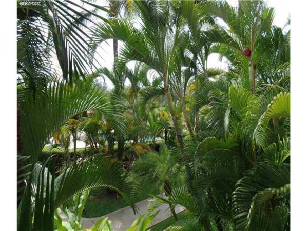 Wailea Condo 972267
