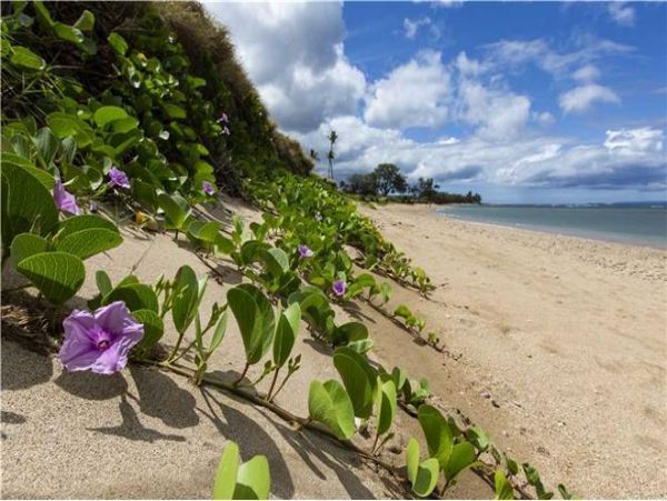 Kihei Condo 972458