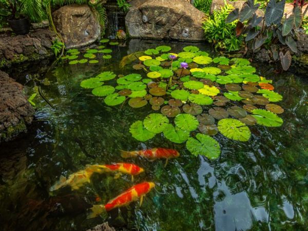 Wailea Condo 972802