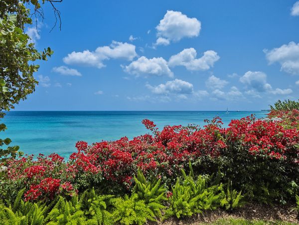 Barbados Home 975399