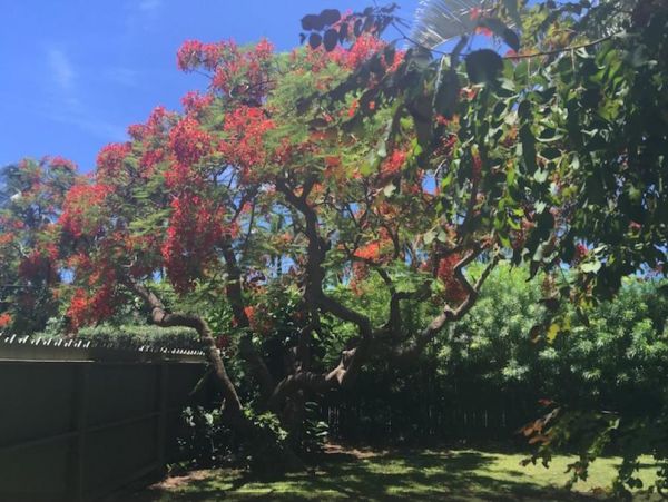 Kohala Coast Home 976004
